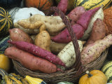 Sweet Potato Harvest Photographic Print by David Cavagnaro