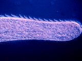 Spirostomum Protozoa Showing Metachrony of its Cilia That are Used in Locomotion Photographie par Michael Abbey