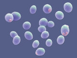 Budding Yeast Saccharomyces Cervisiae - Sem Photographic Print by Stanley Flegler