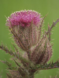Texas Thistle Flower and Flower Bud (Cirsium Texanum), Texas, USA Stampa fotografica di Adam Jones