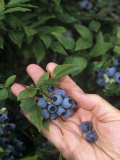 Hand Holding Picked Blueberries, 'North Blue' Variety Photographic Print by Wally Eberhart