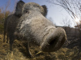 Wild Boar (Sus Scrofa), Germany, Bavaria Lámina fotográfica por Reinhard Dirscherl Wild Boar (Sus Scrofa), Germany, Bavaria Lámina fotográfica por Reinhard Dirscherl
