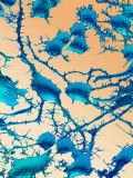 Neuron Showing the Axons and Dendrites Photographie par David Phillips