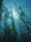 Giant Kelp Forest, Macrocystis Pyrifera, Central California, USA Lámina fotográfica por David Wrobel