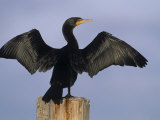 Double-Crested Cormorant Drying its Wings, , Phalacrocorax Auritus Photographic Print by John & Barbara Gerlach