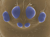 Close Up View of Spider Multiple Eyes. Esem Photographic Print