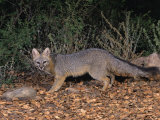 Gray Fox, Urocyon Cinereoargenteus, North America Photographic Print by Charles Melton