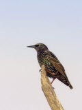 European Starling, Sturnus Vulgaris, an Introduced and Invasive Species, North America Photographie par John Cornell