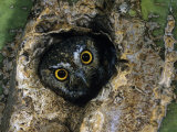 Elf Owl Peering from a Hole in a Saguaro Cactus (Micrathene Whitneyi). Southwestern USA Photographic Print by Rick & Nora Bowers