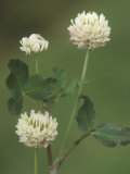 White Clover Flowers, Trifolium Repens, North America Photographic Print by Derrick Ditchburn