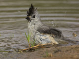 Black-Crested Titmouse Bathing, Baeolophus Atricristatus, Texas, USA Photographic Print by John Cornell