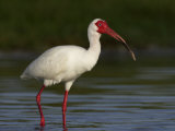 White Ibis, Eudocimus Albus, Southern USA Photographie par John Cornell
