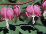 Bleeding Heart or Dutchman Breeches Flowers, Dicentra Formosa, USA Lámina fotográfica por Joe McDonald