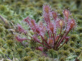 Sundew, Drosera Rotundifolia, Insectivorous Plants Growing in a Mossy Bog, Eastern USA Photographic Print by John & Barbara Gerlach