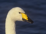 Whooper Swan Head, Cygnus Cygnus, Scotland Photographic Print by Arthur Morris