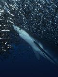 A Blue Shark (Prionace Glauca) Feeding on Northern Anchovies (Engraulis Mordax), California, USA Photographic Print by Richard Herrmann