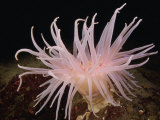Crimson Sea Anemone, Cribrinopsis Fernaldi, Pacific Coast of Northwest North America Stampa fotografica di David Wrobel Crimson Sea Anemone, Cribrinopsis Fernaldi, Pacific Coast of Northwest North America Stampa fotografica di David Wrobel
