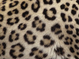 Leopard Skin Showing its Spots, Panthera Pardus, Masai Mara, Kenya, Africa Photographic Print by Fritz Polking