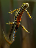 Smooth Newt Swimming Underwater (Triturus Vulgaris), Germany Photographie par Solvin Zankl