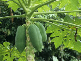 Papaya Plant from the Island of Tobago in the West Indies Lámina fotográfica por Francis & Donna Caldwell Papaya Plant from the Island of Tobago in the West Indies Lámina fotográfica por Francis & Donna Caldwell