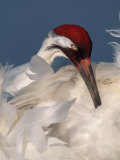 Whooping Crane (Grus Americana) Photographic Print by Arthur Morris