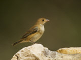 Female Indigo Bunting, Passerina Cyanea, North America Photographic Print by John Cornell