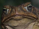 Giant Marine Toad, Bufo Marinus Lámina fotográfica por Joe McDonald Giant Marine Toad, Bufo Marinus Lámina fotográfica por Joe McDonald