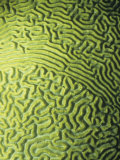 Symmetrical Brain Coral, Diploria Strigosa, with Zooanthellae or Symbiotic Algae, Belize, Caribbean Photographic Print by James Beveridge