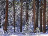 Winter View of Jeffrey Pines, Pinus Jeffreyi, Eastern Sierra Nevada Mountains, California, USA Photographic Print by Adam Jones