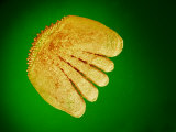 Scale of a River Perch (Perca Fluviatilis). Lm, Darkfield, X50 Photographic Print by Robert Markus