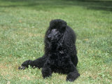Standard Poodle, Black, Variety of Domestic Dog Photographic Print by Cheryl Ertelt