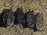 Little Brown Bats Hibernating in a Cave (Myotis Lucifugus), USA Photographie par Joe McDonald