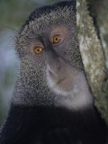 Blue Monkey Face, Cercopithecus Mitis, Masai Mara, Kenya, Africa Photographic Print by Joe McDonald