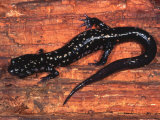 Cumberland Slimy Salamander (Plethodon Kentucki), Eastern USA Photographie par Michael Redmer