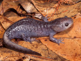 Mole Salamander (Ambystoma Talpoideum) Photographic Print by Michael Redmer