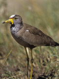 African Wattled Lapwing (Vanellus Senegallus), Kenya, Africa Photographie par Joe McDonald