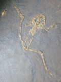Fossil Spadefoot Toad (Eopelobates Wagneri), Eocene, 55-37 M.Y.S., Darmstadt, Germany Photographic Print by Ken Lucas