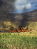 Burning Sugar Cane Field at Harvest Time Lámina fotográfica por Glenn Oliver Burning Sugar Cane Field at Harvest Time Lámina fotográfica por Glenn Oliver