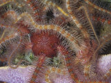 Spiny Brittle Stars (Ophiothrix Spiculata) California to Peru Photographic Print by Ken Lucas