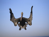 Brown Pelican (Pelecanus Occidentali) Photographic Print by Arthur Morris