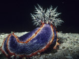 Sea Cucumber with Feeding Tentacles Extended, Pseudocolochirus, Australia Photographie par Alex Kerstitch