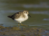 Least Sandpiper (Calidris Minutilla), USA Photographie par John Cornell
