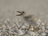 Black Skimmer, Rynchops Niger, Chick Calling on the Beach, Southern USA Photographie par John Cornell