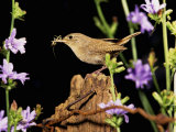 House Wren (Troglodytes Aedon) on a Fencepost with an Insect in its Bill Photographie par Steve Maslowski
