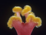 Stigma of a Begonia Flower Photographie par Jerome Wexler
