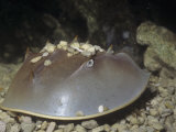 Horseshoe Crab (Limulus Polyphemus) Underwater, Atlantic Coast of North America Lámina fotográfica por Ken Lucas