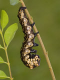 Owl Moth Caterpillar Crawling on a Twig (Brahmaea Certhia) Photographic Print by Leroy Simon