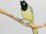 Green Jay, Cyanocorax Yncas, Texas, USA Photographie par John Cornell