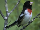 Rose-Breasted Grosbeak Singing, Pheucticus Ludovicianus, . Eastern USA Photographie par Gary Meszaros