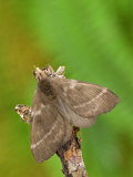 Moth (Hylesia) Female on a Twig Photographic Print by Leroy Simon